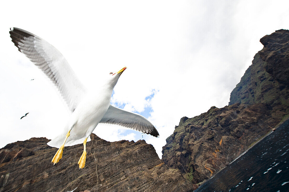 Flying gull at Teide National Park, Tenerife, Canary Islands