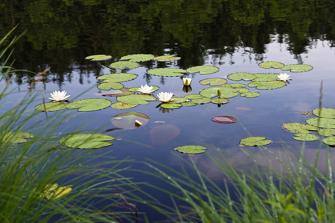 Seerosen, Nymphaea alba, auf Moorsee, Oberbayern, Deutschland