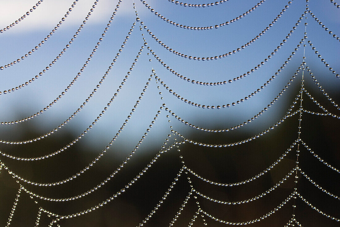 Spider web, spider's web with dew