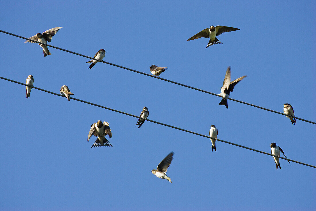 Swallows gathering for migration