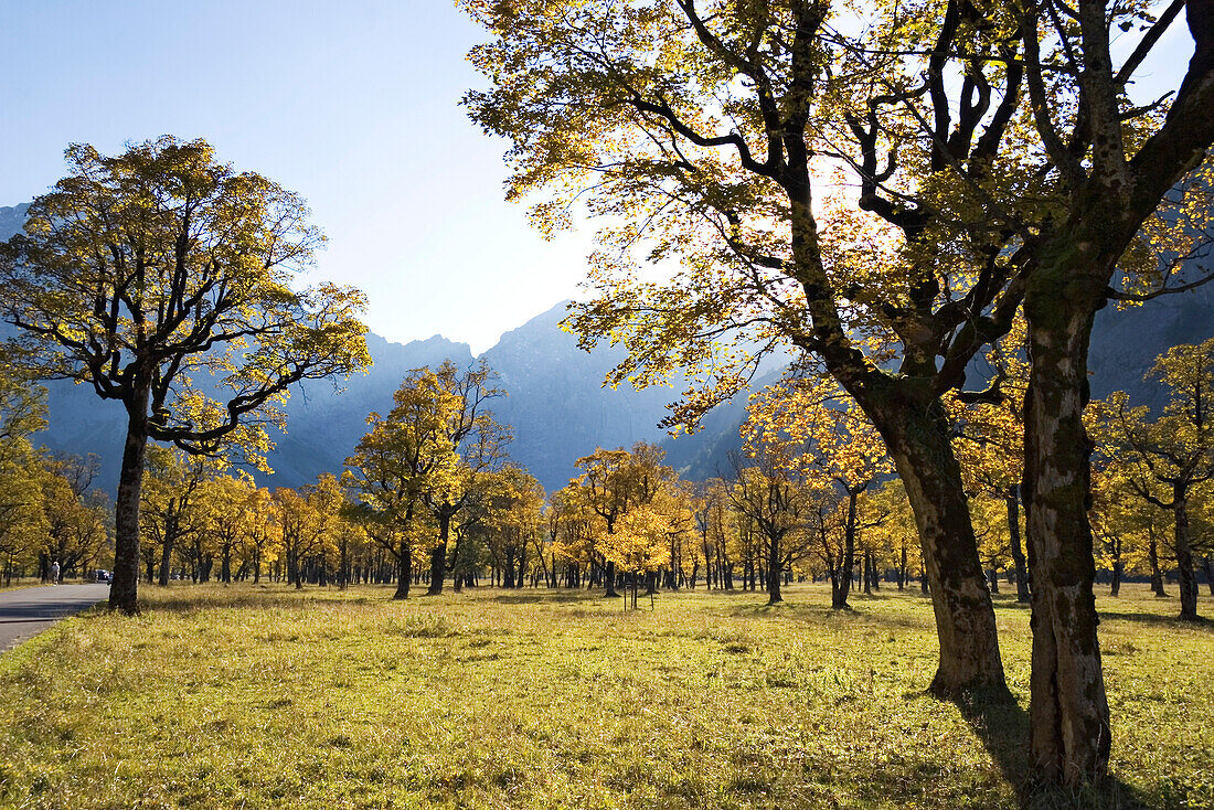 Großer Ahornboden, Bergahorn, Acer pseudoplatanus, Herbstfärbung in der Eng, Österreich, Europa