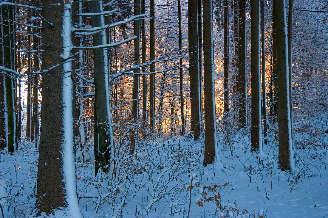 Verschneiter Wald bei Sonnenaufgang, Bayern, Deutschland