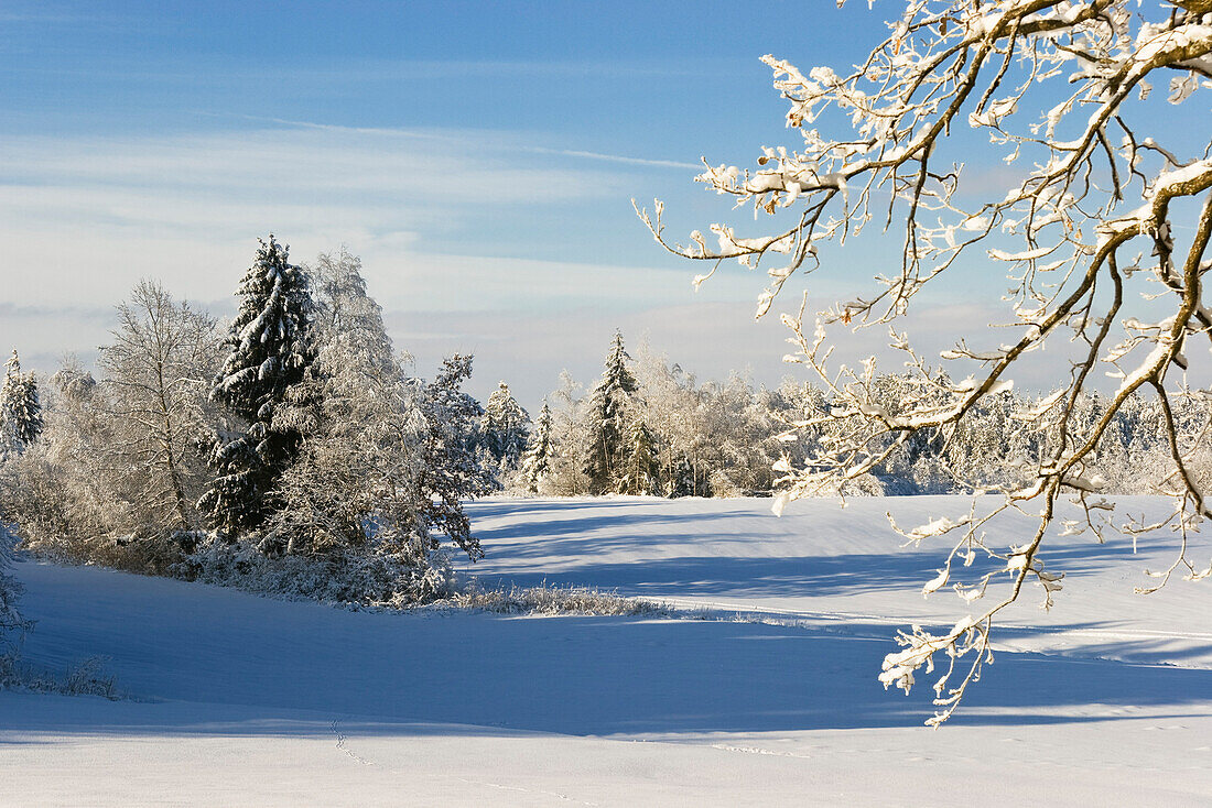 Bäume in Winterlandschaft, Oberbayern, Deutschland
