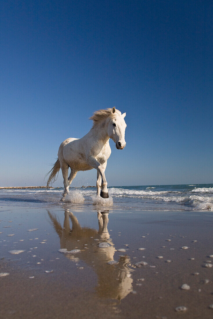 Camarguepferd läuft durchs Wasser am Strand, Camargue, Südfrankreich