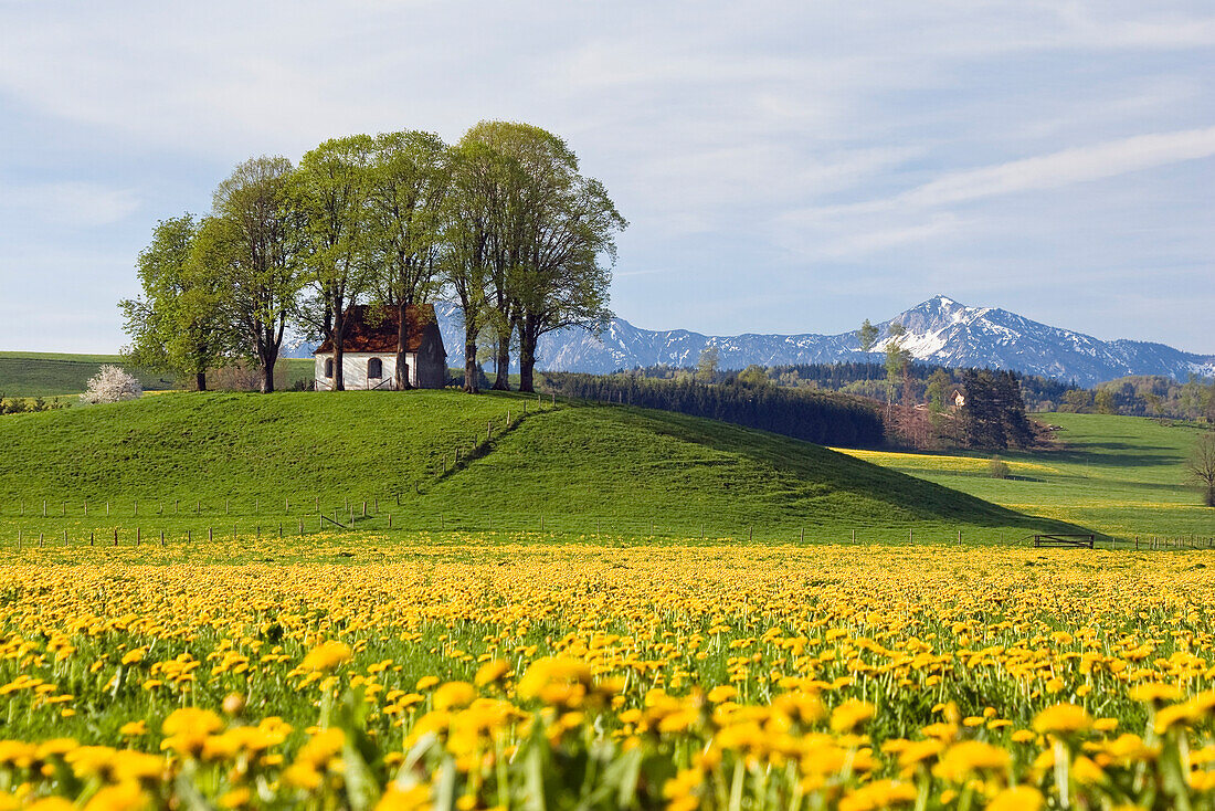 Chapel near Antdorf surrounded by a dandelion meadow, foothills of the Alps, Upper Bavaria, Germany