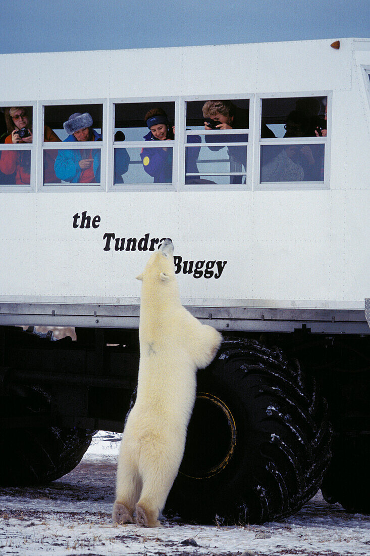 Polar Bear, Ursus maritimus, at Tundra Buggy, Churchill, Canada