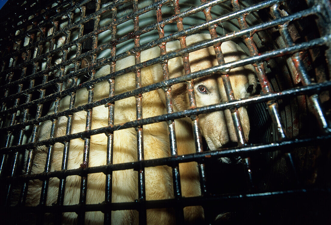 Polarbear in trap, Ursus maritimus, Churchill, Canada