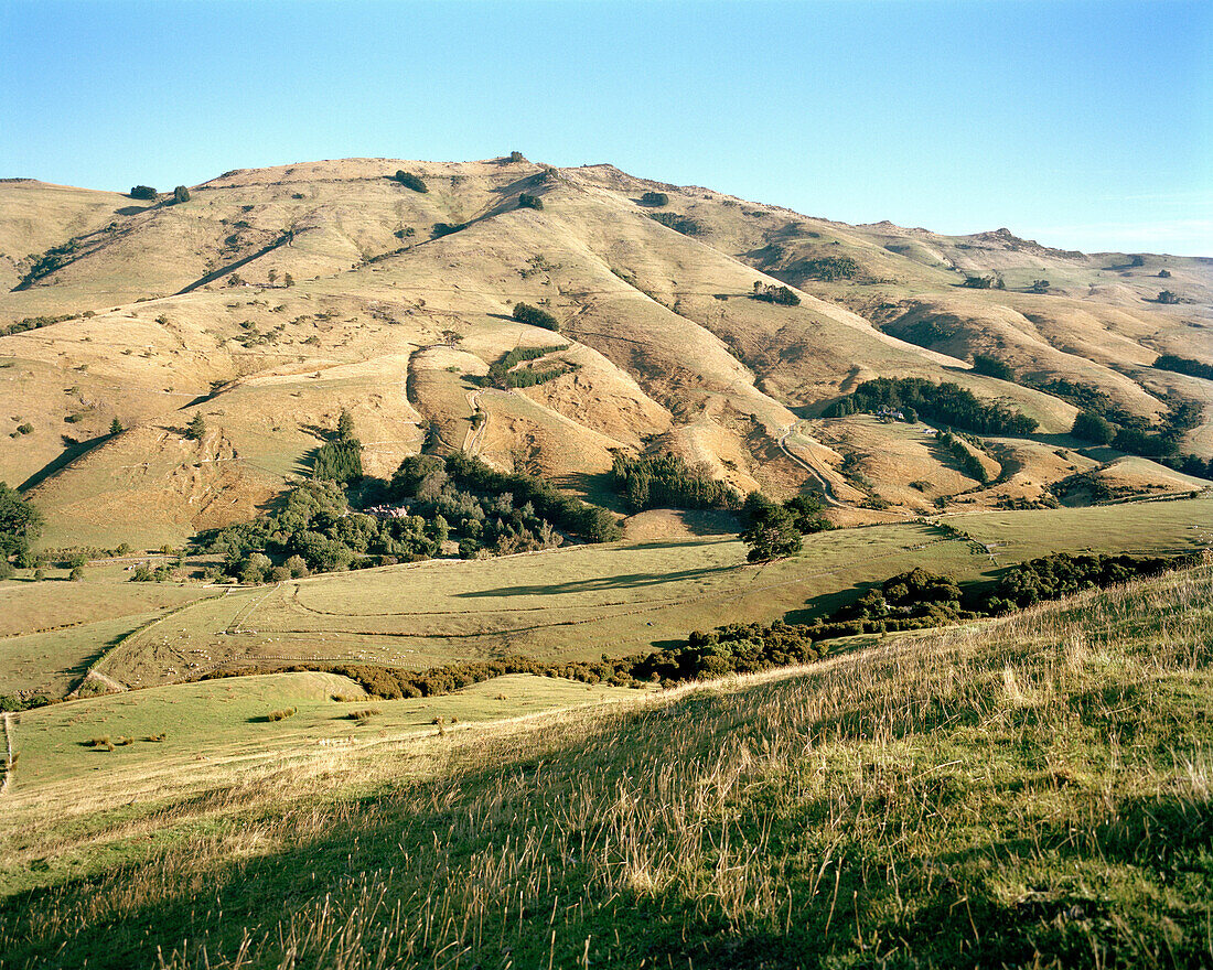 Grassland of Rowendale Homestead in the sunlight, Okains Bay, Banks Peninsula, South Island, New Zealand