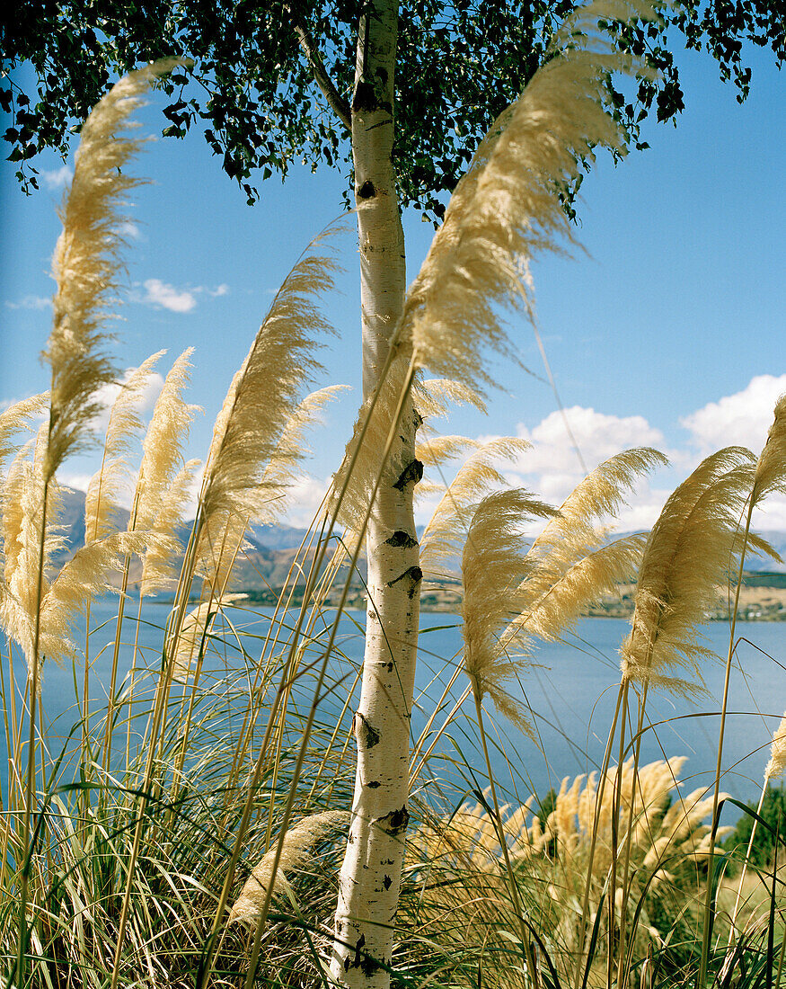 Birch tree in blooming reed on shore of Lake Wanaka, Wanaka, Central Otago, South Island, New Zealand