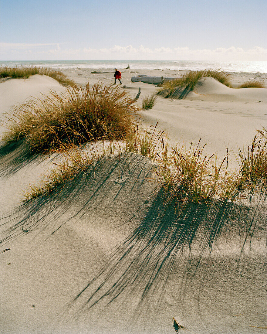 View at marram grass on a beach in the sunlight, Westland National Park, west coast, South Island, New Zealand