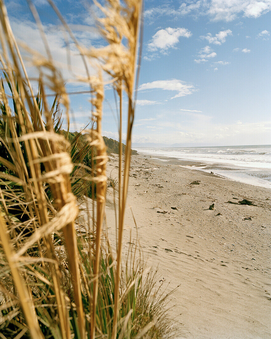 Deserted beach in the sunlight, Ship Creek Beach, west coast, South Island, New Zealand