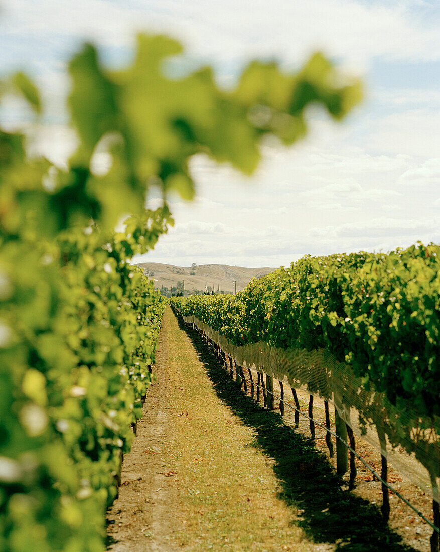 Blick auf Weinreben des Black Barn Vineyards, Havelock North, Hawke´s Bay, Nordinsel, Neuseeland