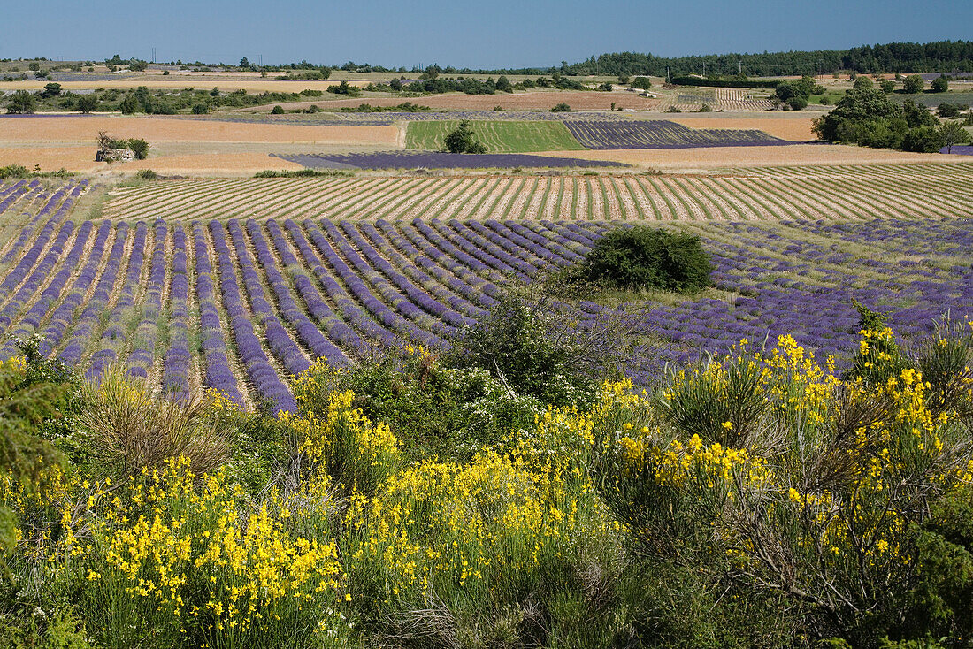 Blühender Ginster vor Landschaft mit Lavendelfeld, Vaucluse, Provence, Frankreich