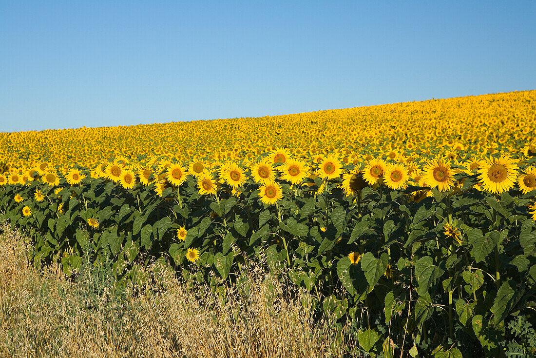 Blooming sunflower field, Alpes-de-Haute-Provence, Provence, France