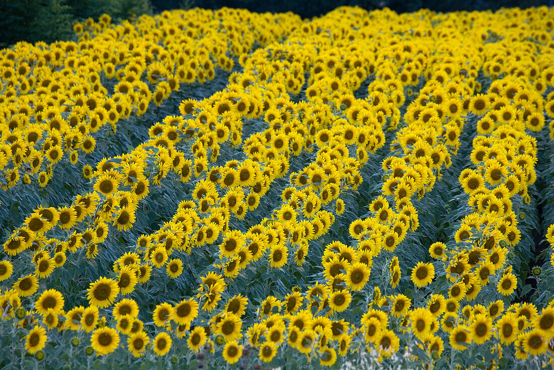 Blooming sunflower field, Alpes-de-Haute-Provence, Provence, France