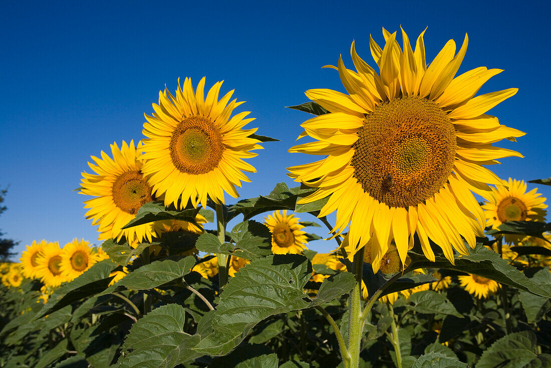 Blühendes Sonnenblumenfeld, Alpes-de-Haute-Provence, Provence, Frankreich