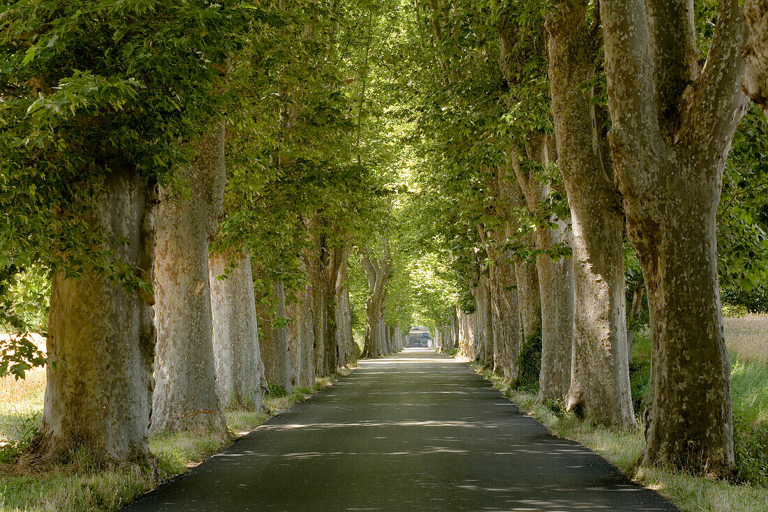 View at a shady sycamore tree lined road, Alpes-de-Haute-Provence, Provence, France