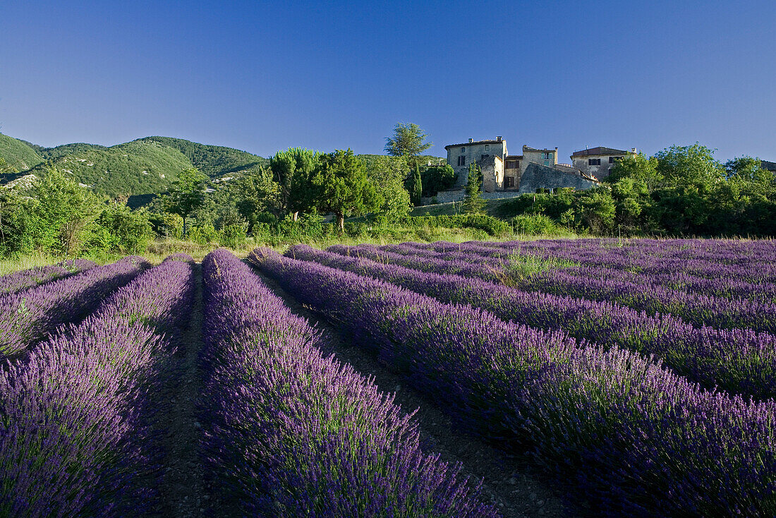 Blühendes Lavendelfeld vor dem Dorf Auribeau, Luberon Gebirge, Vaucluse, Provence, Frankreich