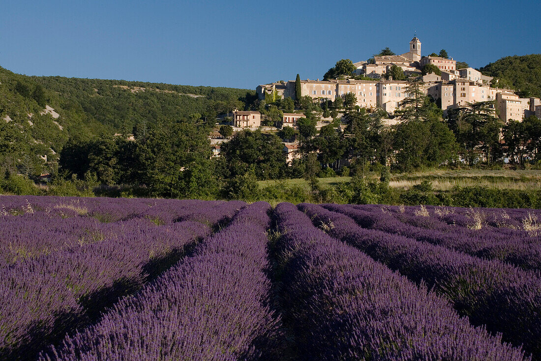 Blooming lavender field in front of the village Banon, Alpes-de-Haute-Provence, Provence, France