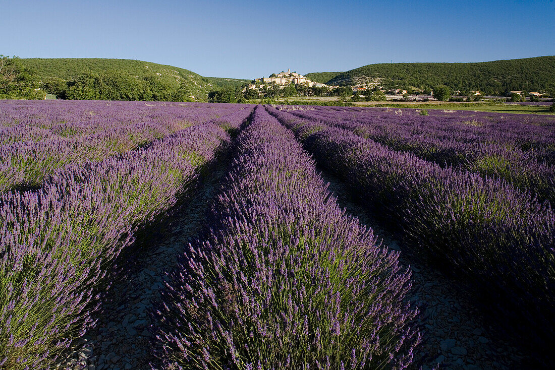 Blooming lavender field in front of the village Banon, Alpes-de-Haute-Provence, Provence, France