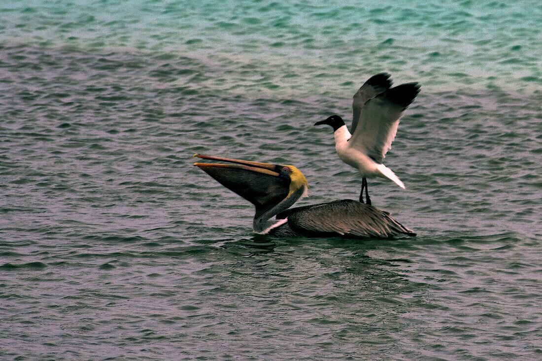 West Indies, Aruba, Pelican and bird sitting on the back