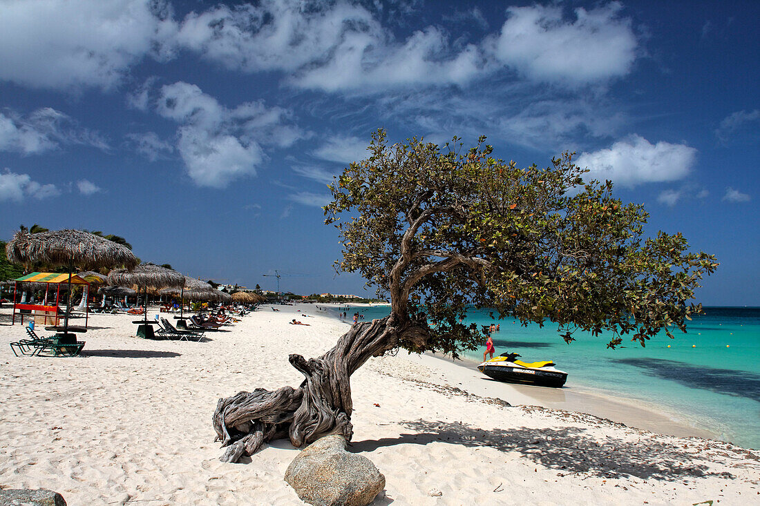 West Indies, Aruba, Dibi Divi Tree, Eagle Beach