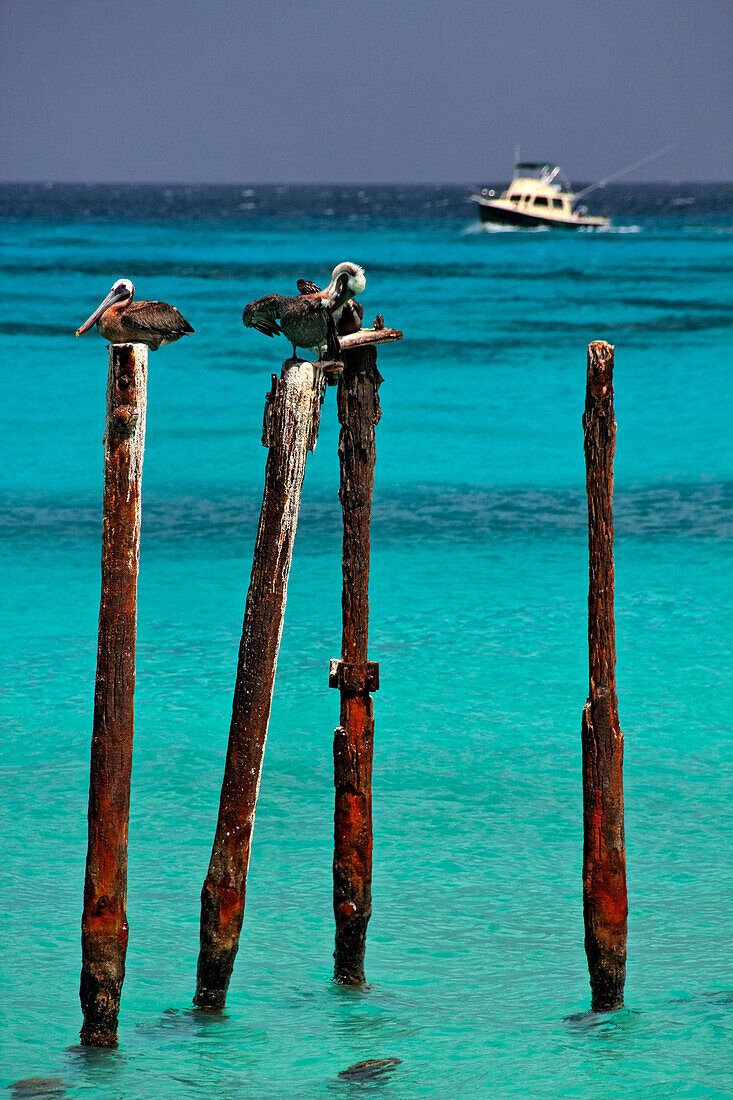 West Indies, Aruba, Pelicans sitting on stakes, Eagle beach