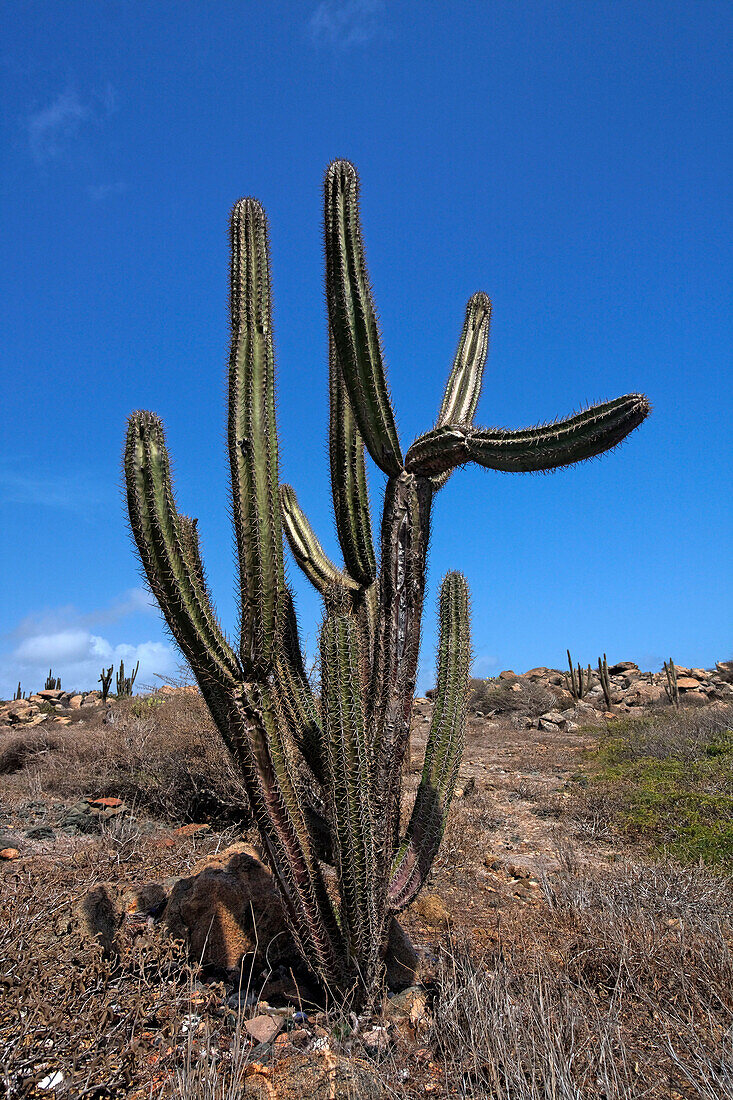 West Indies, Bonaire, West Indies, Aruba outback, cactus