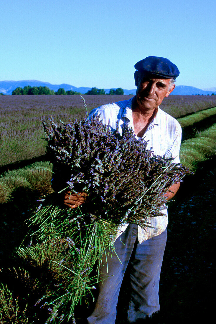South France, Provence, Lavende Bauer