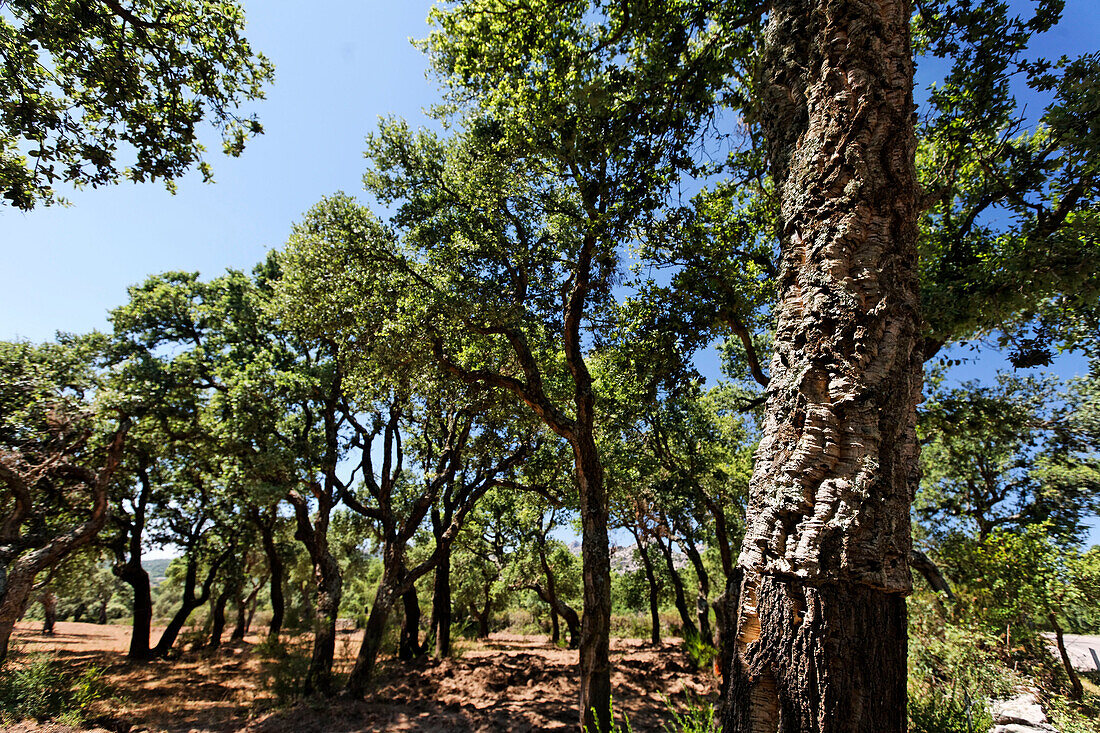 Sardinien Inland Korkeichen Plantage