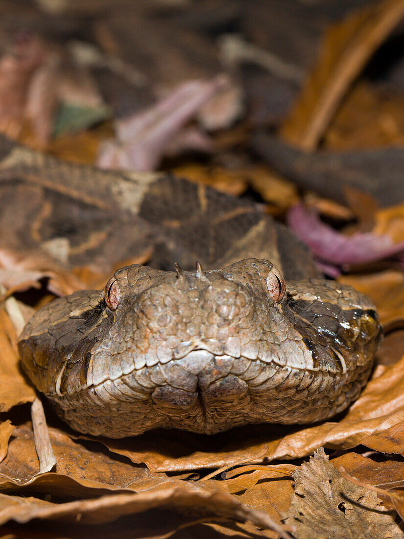 Gaboon Viper, Bitis gabonica, Gabon, West Africa