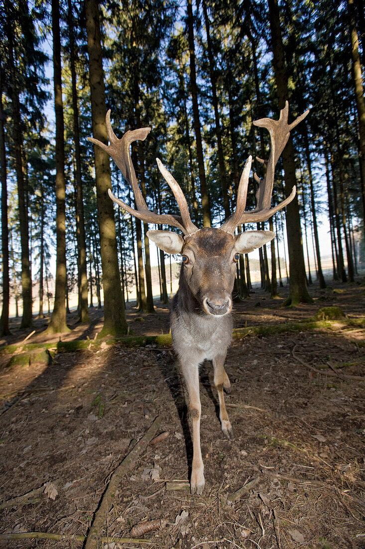 Fallow deer, Dama dama, Germany, Bavaria