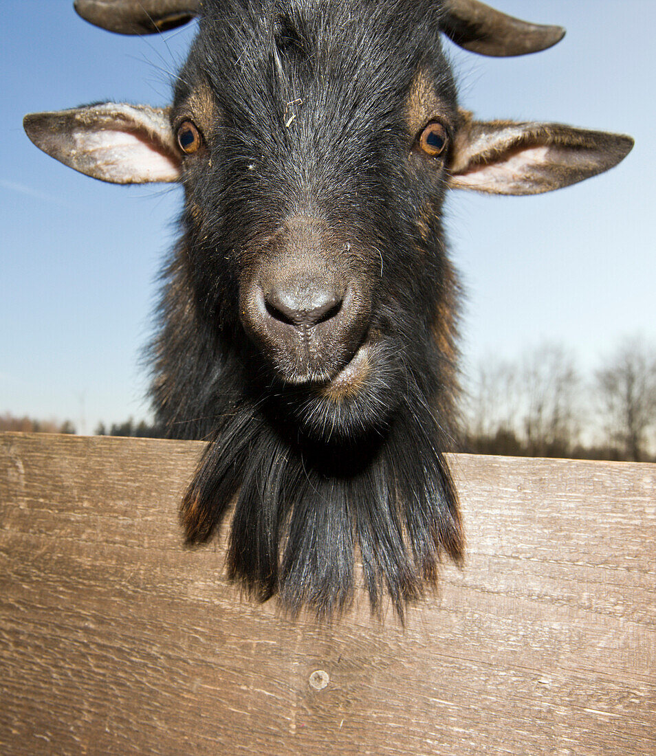 Domestic goat portrait , Capra hircus, Germany, Bavaria