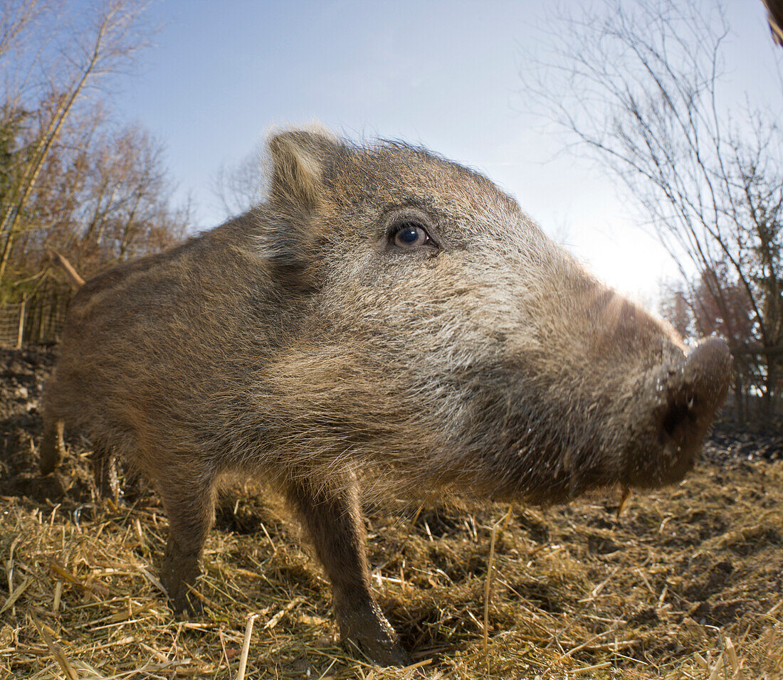 Frischling, Wildschwein, Sus scrofa, Deutschland, Bayern