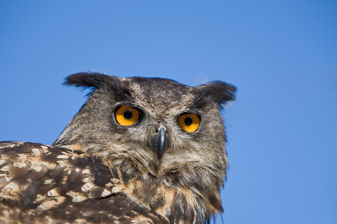 Eurasian Eagle Owl , Bubo bubo, Germany, Bavaria