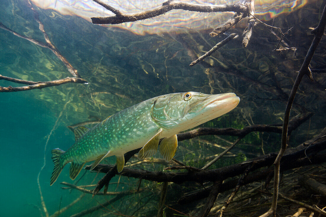 Hecht in Weiher, Esox lucius, Deutschland, Echinger Weiher, Muenchen, Bayern