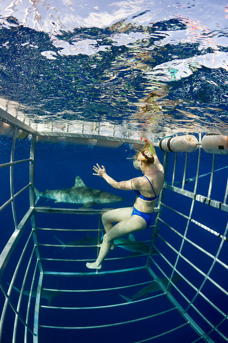 Cage Diving with Sharks, Oahu, Pacific Ocean, Hawaii, USA