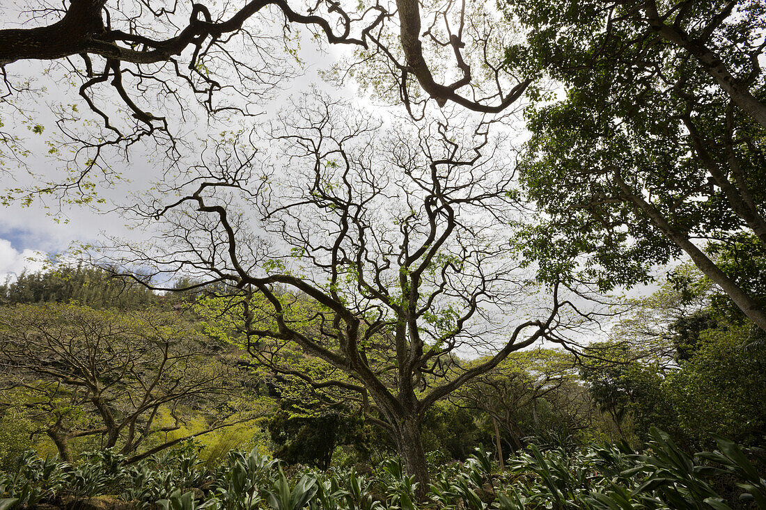 Botanischer Garten Waimea Valley, Oahu, Pazifik, Hawaii, USA