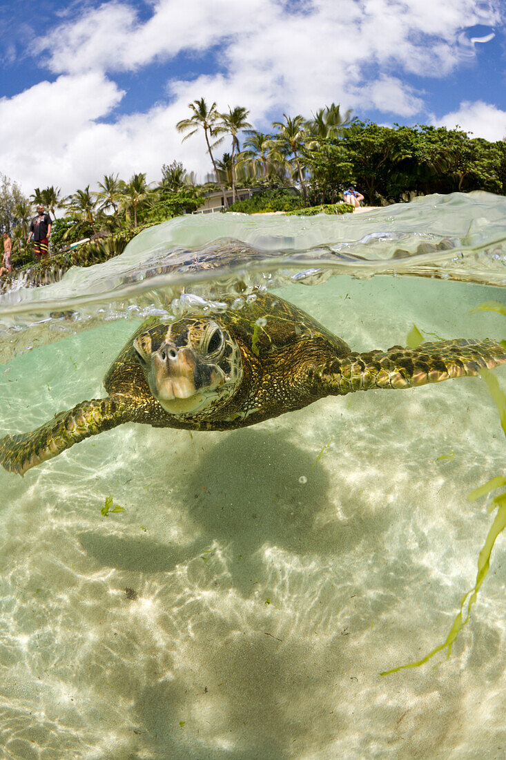 Gruene Meeresschildkroete, Chelonia mydas, Oahu, Pazifik, Hawaii, USA