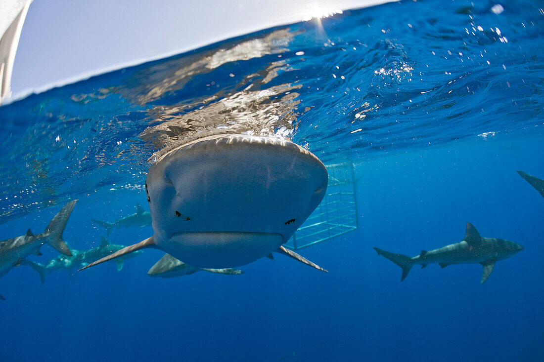 Galapagoshaie, Carcharhinus galapagensis, Oahu, Pazifik, Hawaii, USA