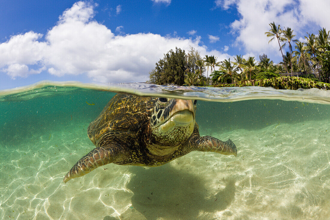 Gruene Meeresschildkroete, Chelonia mydas, Oahu, Pazifik, Hawaii, USA