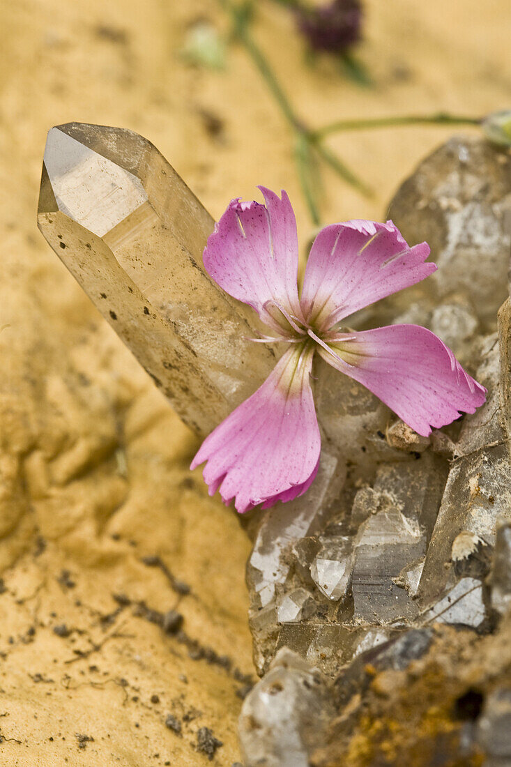 Bergkristall und Blüte einer Nelke, Baldschiedertal, Berner Alpen, Kanton Wallis, Schweiz