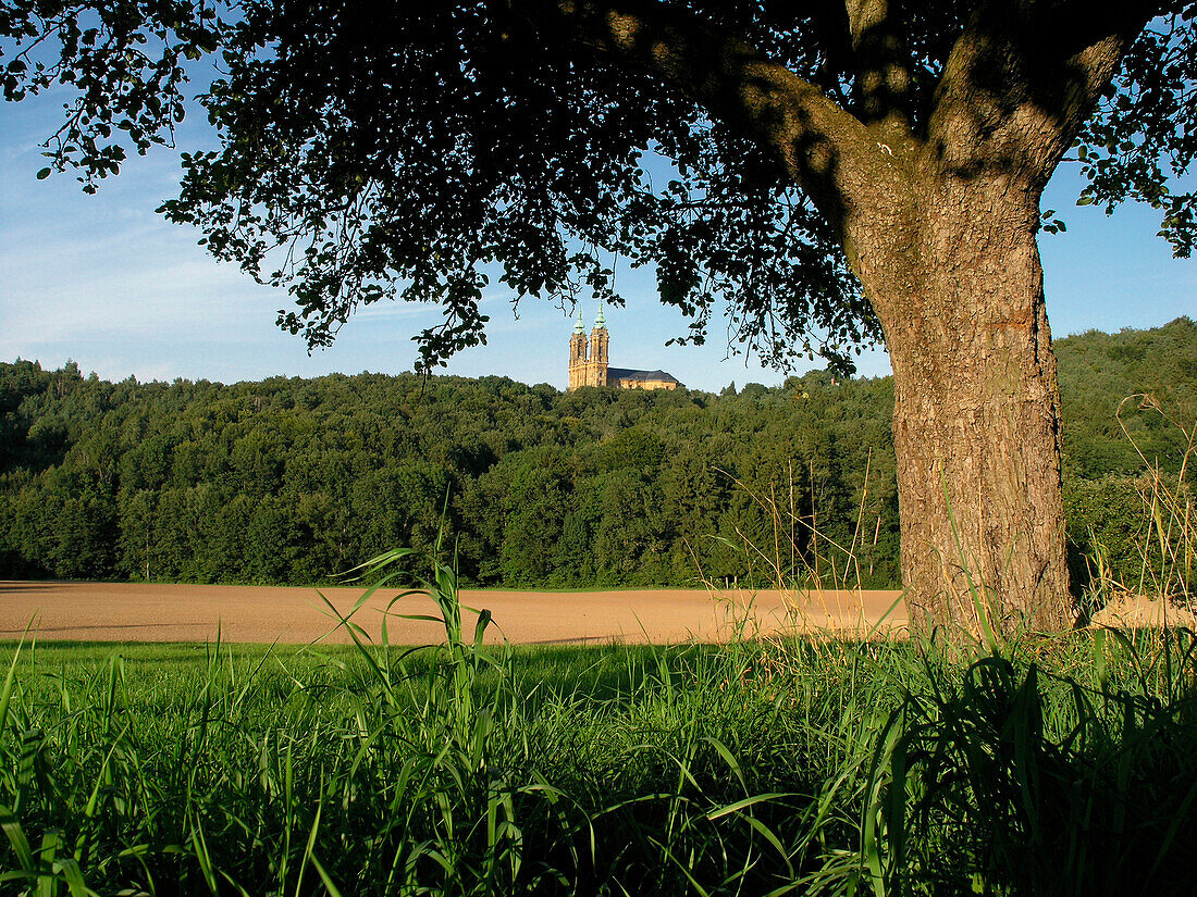 Tree on a meadow, in the distance the Basilica ot the Fourteen Holy Helpers, Franconia, Bavaria, Germany
