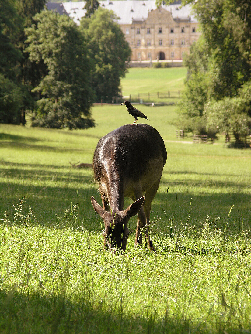 Fallow deer in deer park of Tambach Castle, Franconia, Bavariy, Germany