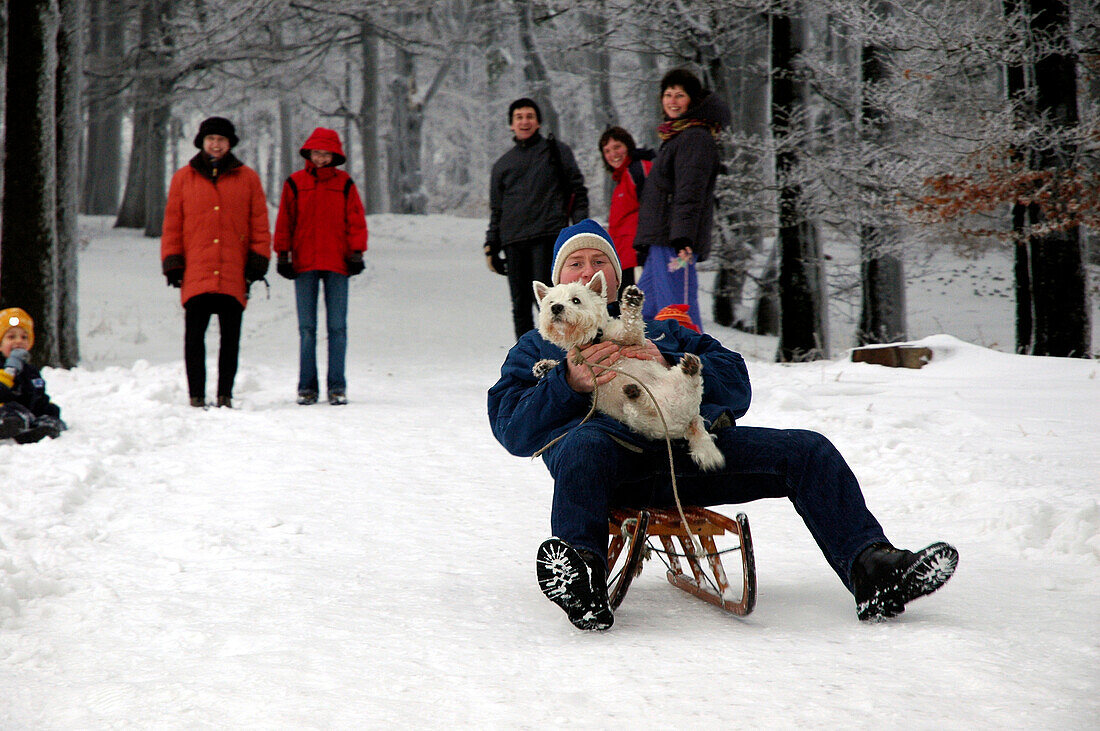 Mann mit Hund beim Rodeln, verschneiter Wald bei Botterode, Inselberg, Thüringer Wald, Thüringen, Deutschland