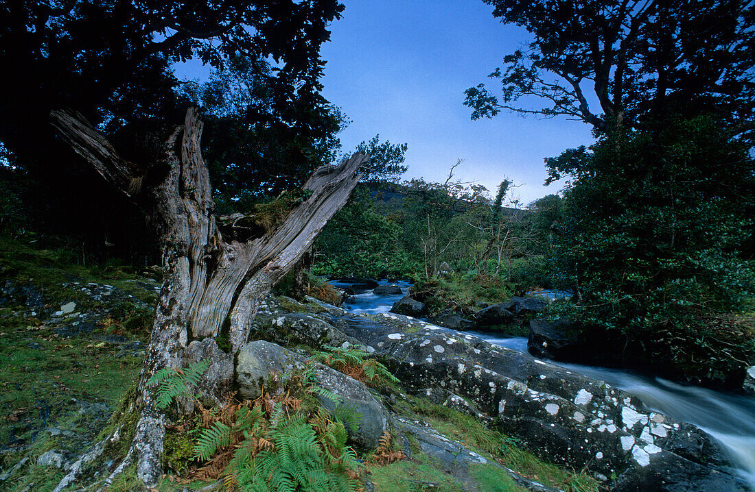 Europa, Großbritannien, Irland, Co. Kerry, Landschaft im Killarney Nationalpark