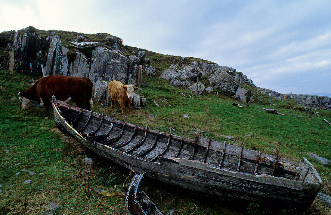 Europa, Großbritannien, Irland, Co. Kerry, Halbinsel Beara, Bootswrack am Garnish Point