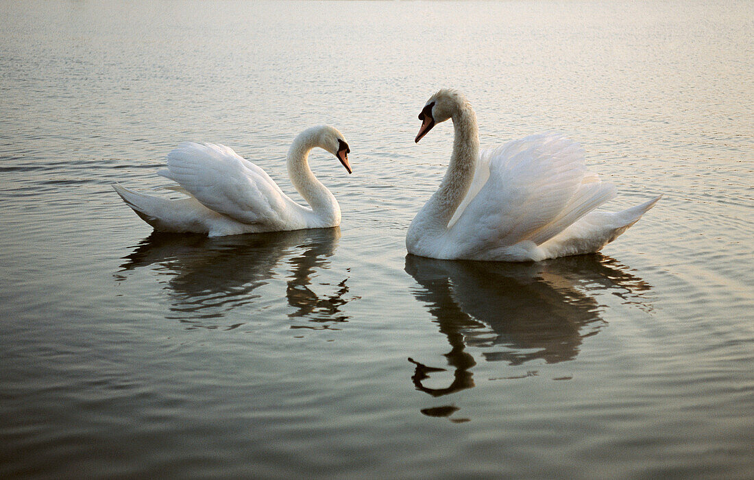 Swans