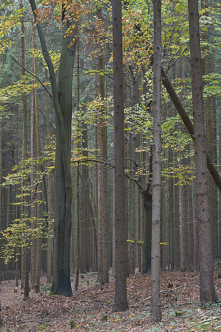 Forest in autumn