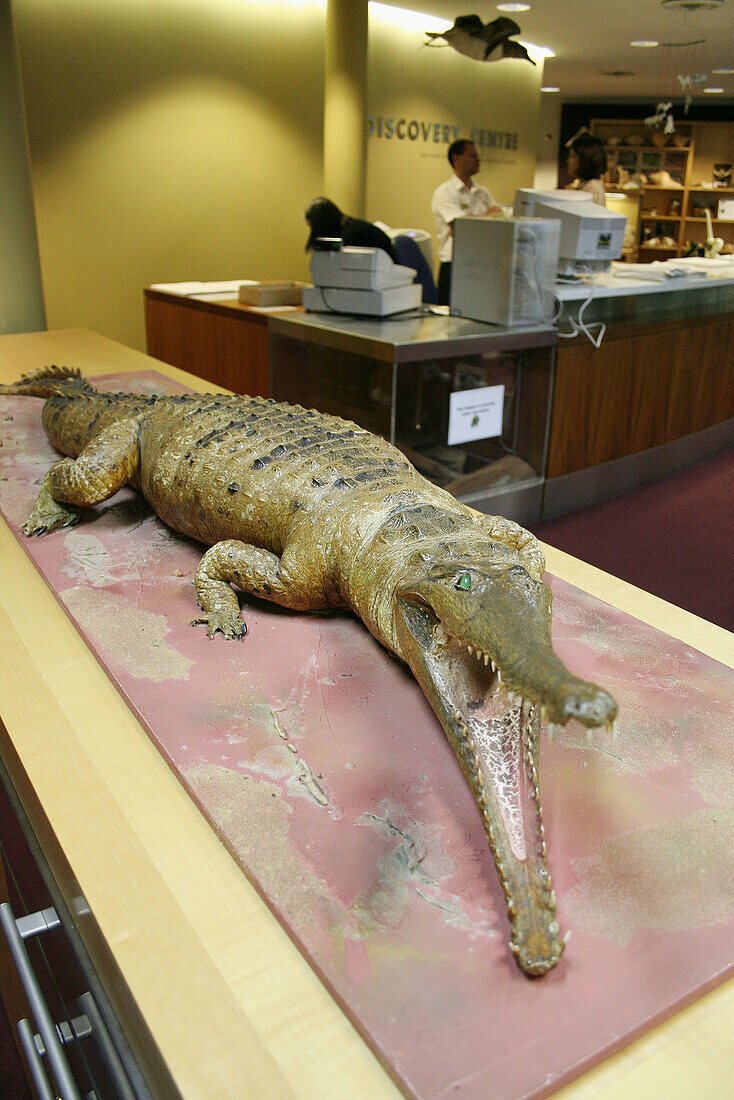 Indian Gavial, Gavialis gangeticus, Western Australia Museum, Northbridge, Perth, Western Australia